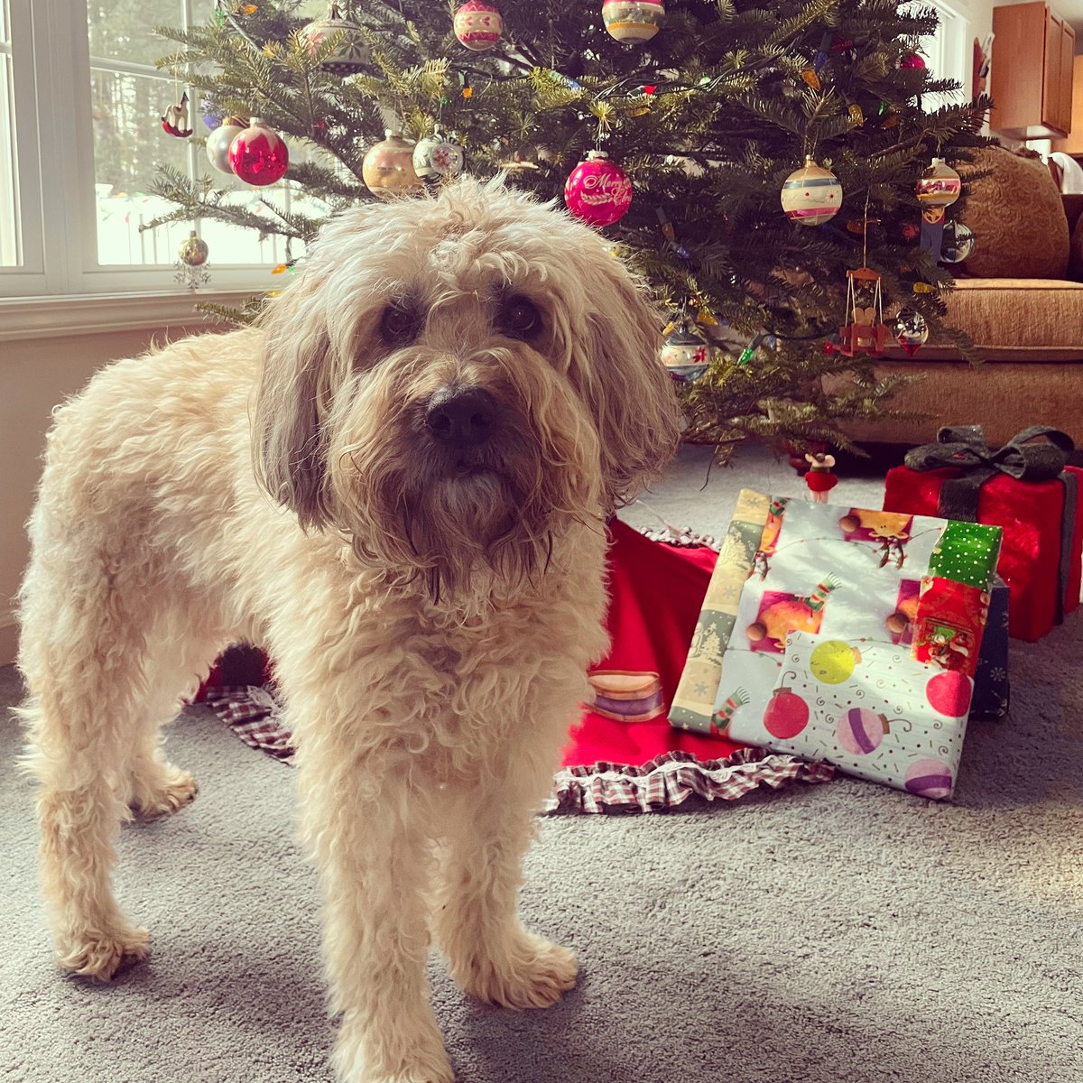 SaratogaWheaten's tweet photo. Merry Merry Christmas and may we have peace on earth!#WheatenChristmasCountdown! #Dogs #DogsofTwitter #WheatensofTwitter #WheatenTerriers #Wheatens #ZSHQ https://t.co/oQsR02LhO6