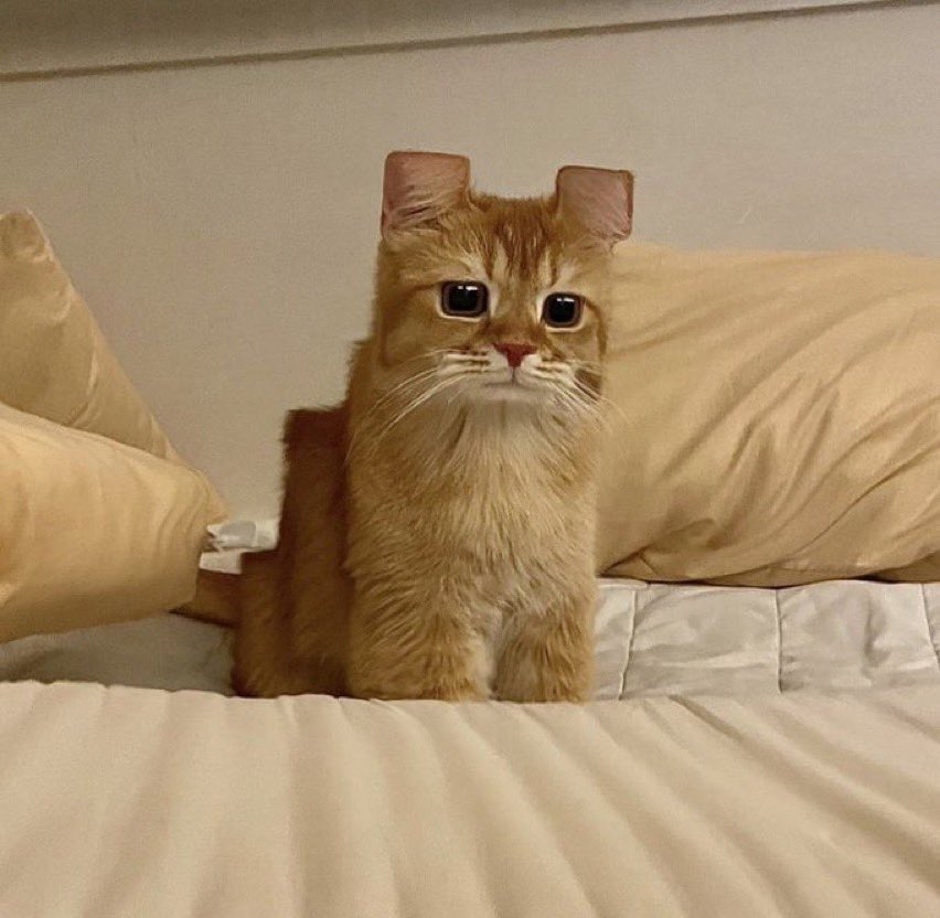 strangecatpics's tweet photo. minecraft cat https://t.co/vAvt8Z6mJn