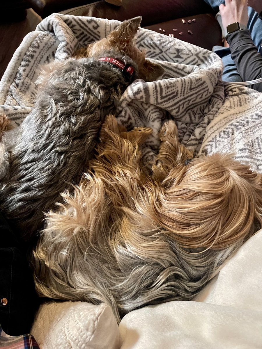 julie_forgey's tweet photo. When you’re gifted a heated blanket and your dogs immediately decide it’s theirs… https://t.co/XufFeXceQe