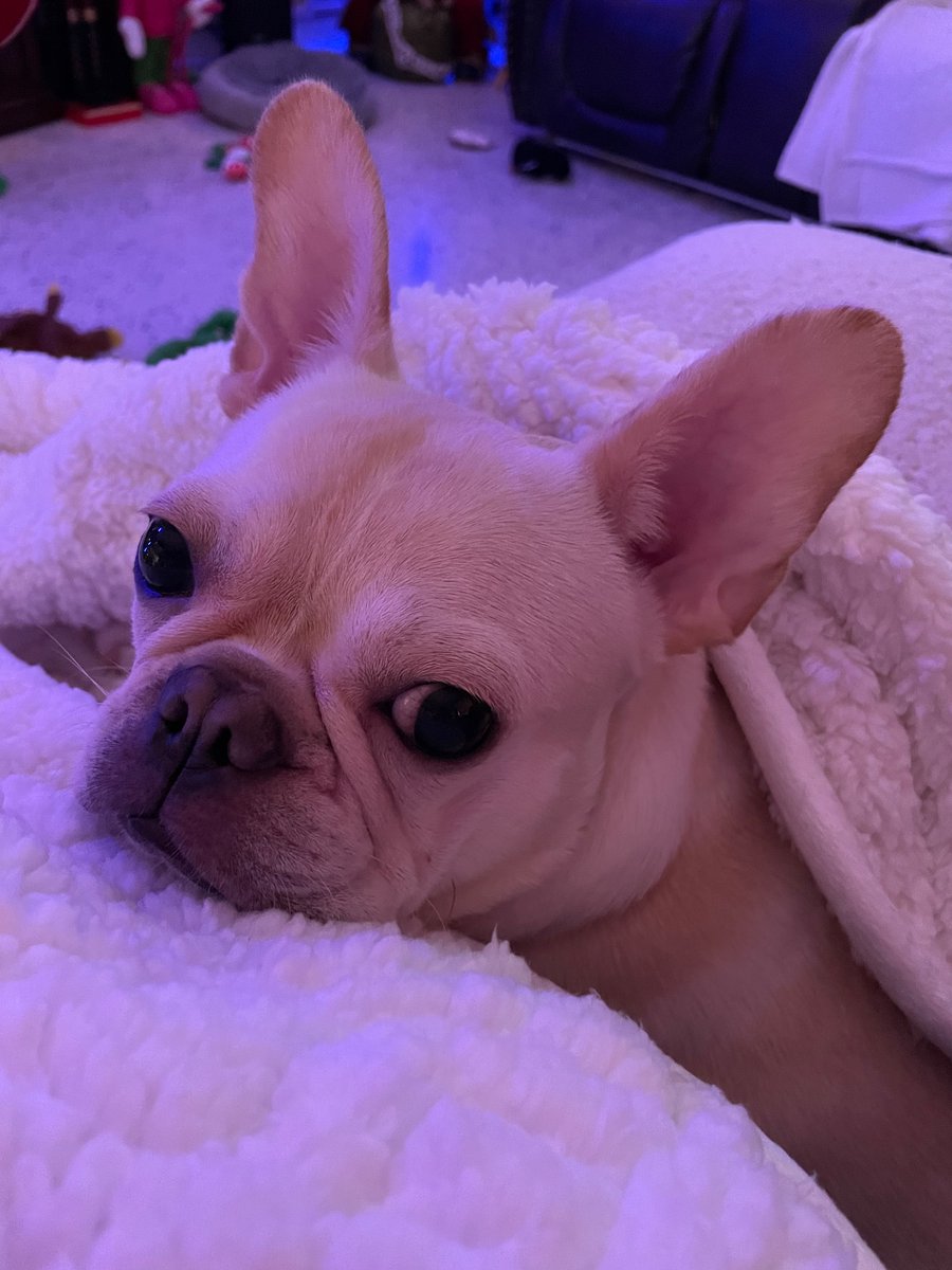 Merry Christmas 🎁🎄!