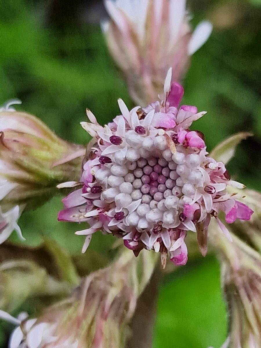 A #feralflower rather, this Winter Heliotrope had strayed from border to verge, seen yesterday... #wildflowerhour <a href="/BSBIbotany/">BSBI: Botanical Society of Britain & Ireland</a>