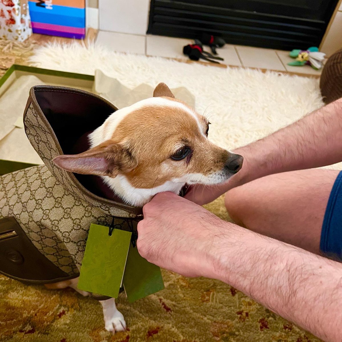 RuPawl_Official's tweet photo. It was a #guccipets #Christmas for me! Also love my new Mighty toys. https://t.co/GYV6JFQ5ZY