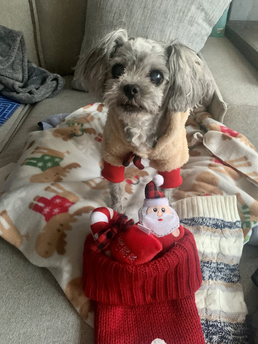 Aussieshell4 tweet media