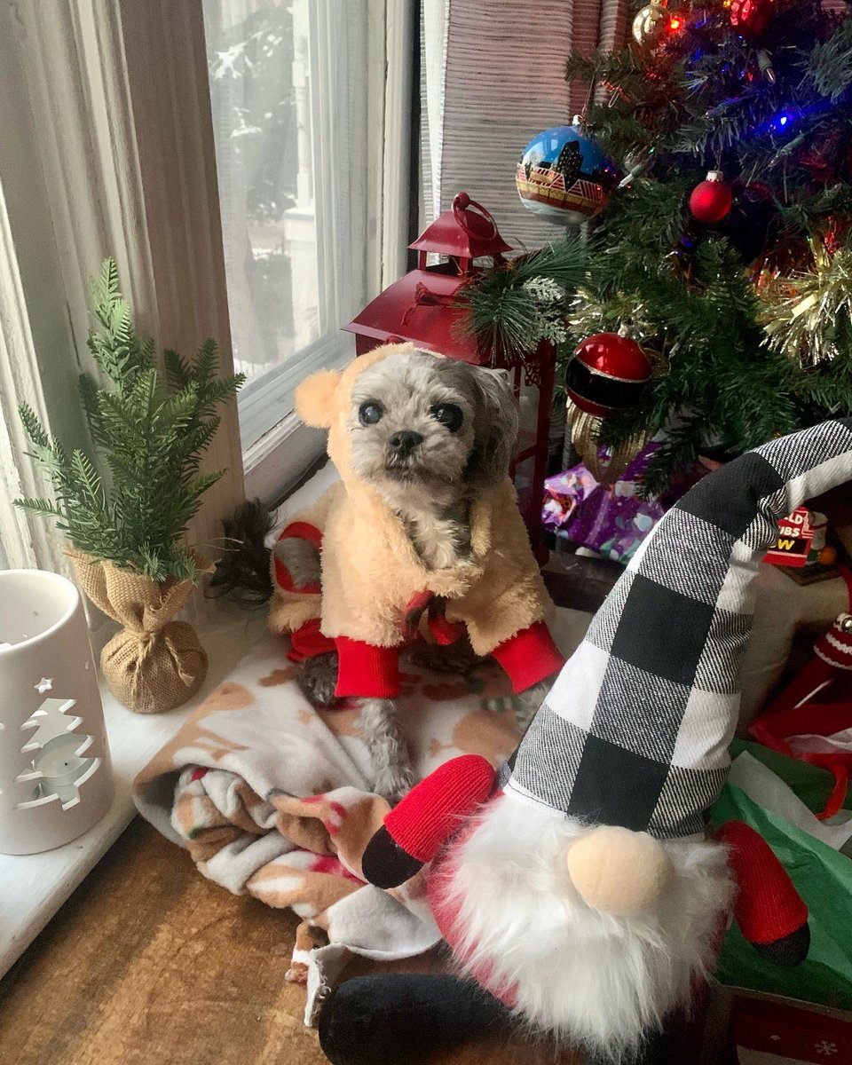 Aussieshell4 tweet media