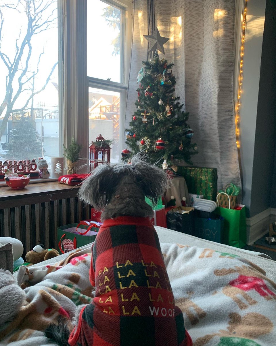 Aussieshell4 tweet media