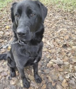 millypod1's tweet photo. 🆘23 DEC 2022 #Lost KIZZY #ScanMe  
YOUNG Black Labrador Cross Female
#Hawstead #BuryStEdmunds #Suffolk #IP29 https://t.co/JBFcwoZLu1 https://t.co/7PmkIMMrWA