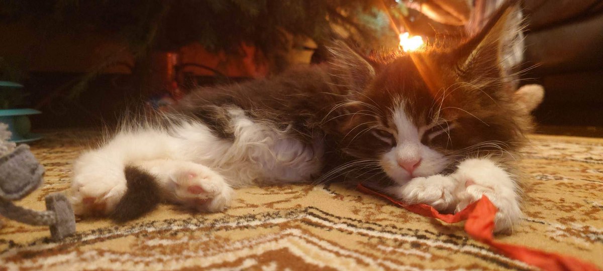 One very tired baby:) #CatsofTwittter #MaineCoon #kittens