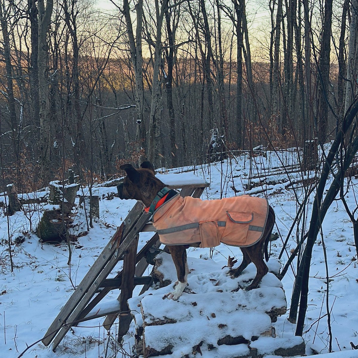 buzz2978's tweet photo. #PeachesTheDog rocking her #Section119 harness and leash from her very own #SecretJunta. https://t.co/9SlGTKwXLl