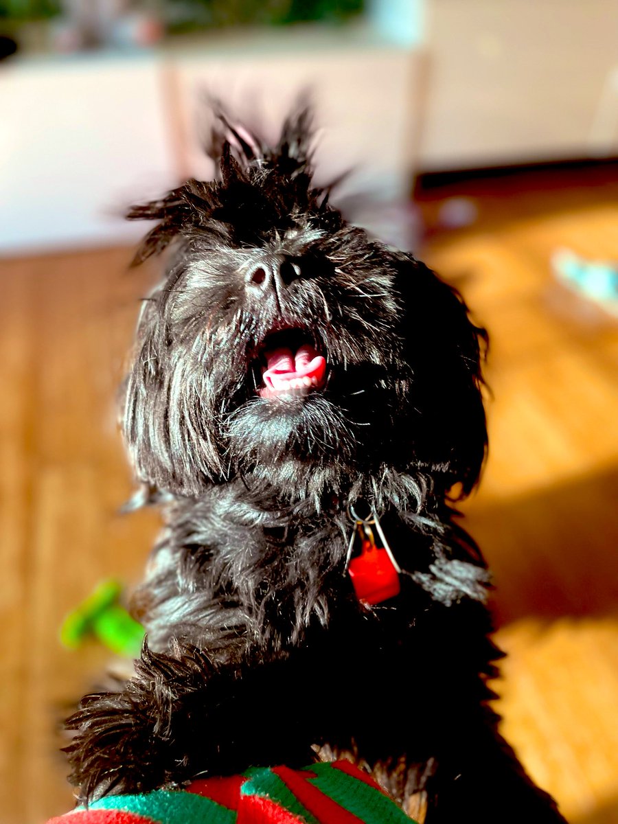 Christmas mornings with Gina. 

#dogsoftwitter #dogsarefamily #HappyHolidays #MerryChristmas #Puppies #pup #dog