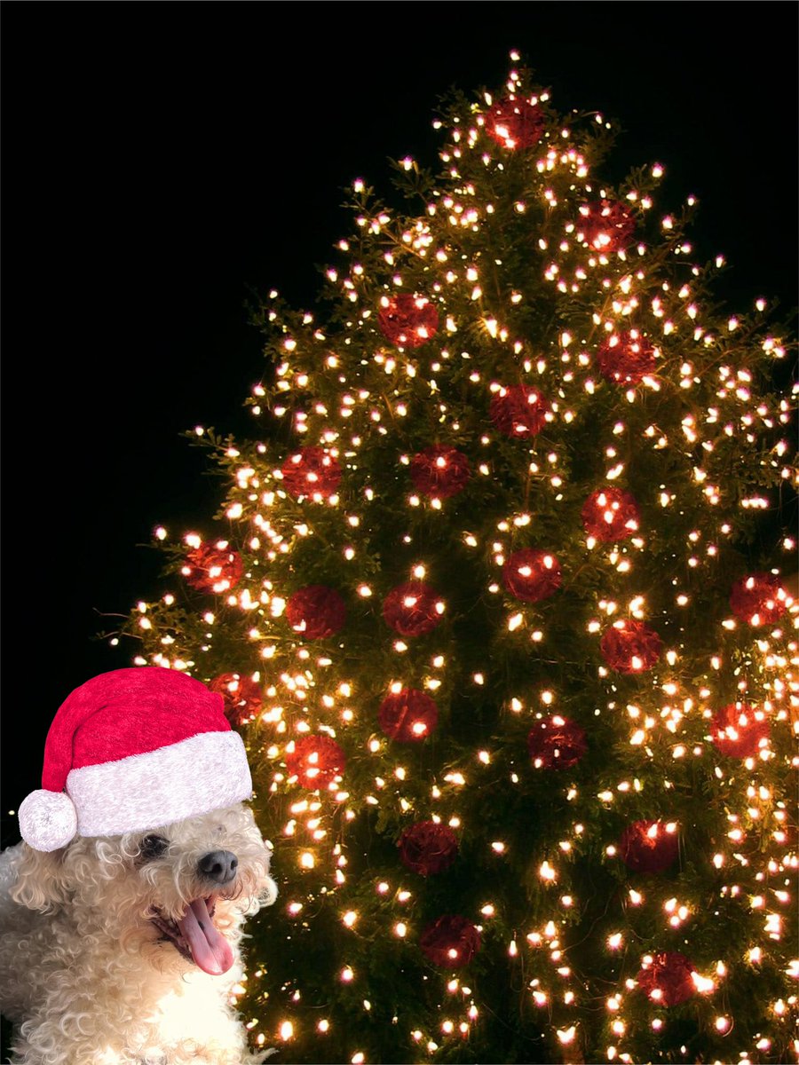 saltytoothmcgee's tweet photo. Merry Christmas🎄 https://t.co/QHd52Bif9j
