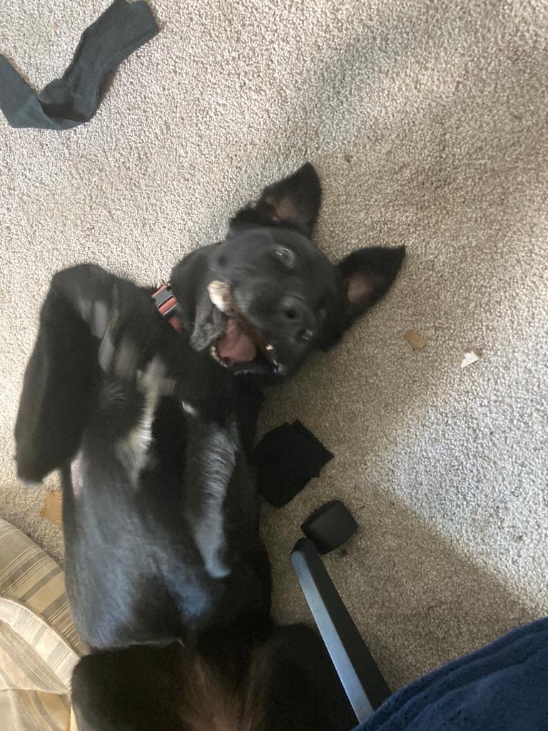 WTaffles's tweet image. My wife and I's favorite game is @ReinerKnizia Battleline. My wife made me a custom Battleline game themed with our dog and cat for Christmas!