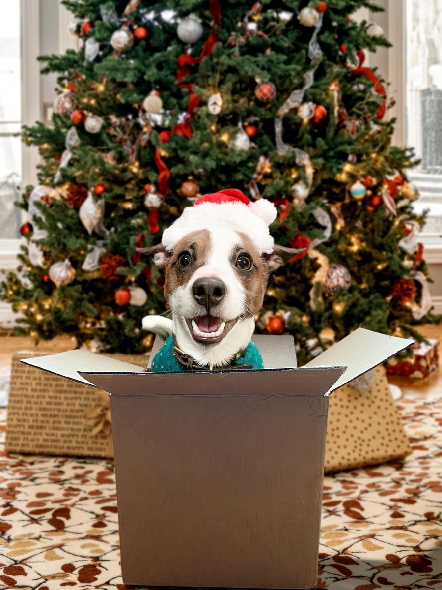 Astro wishes he could be under everyone’s tree this year 🥰 🎄

#jrt #jackrusselldog #astro #dogs  #dog #jackrussell #cute #cuteness #cutenessoverload #doggo #doglovers #doglove #doglife #happydog #dogphotography #christmas #xmas #holiday #holidays #holidayseason #tistheseason