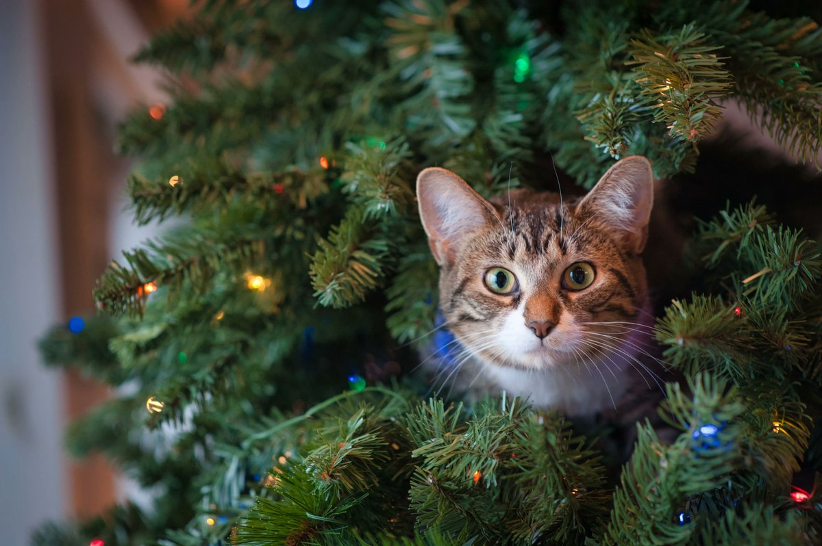 SooCuteNews's tweet photo. Merry Christmas to one and all! 

#HappyHolidays2022 #festiveseason #festivefurbaby https://t.co/HorQG7caBf