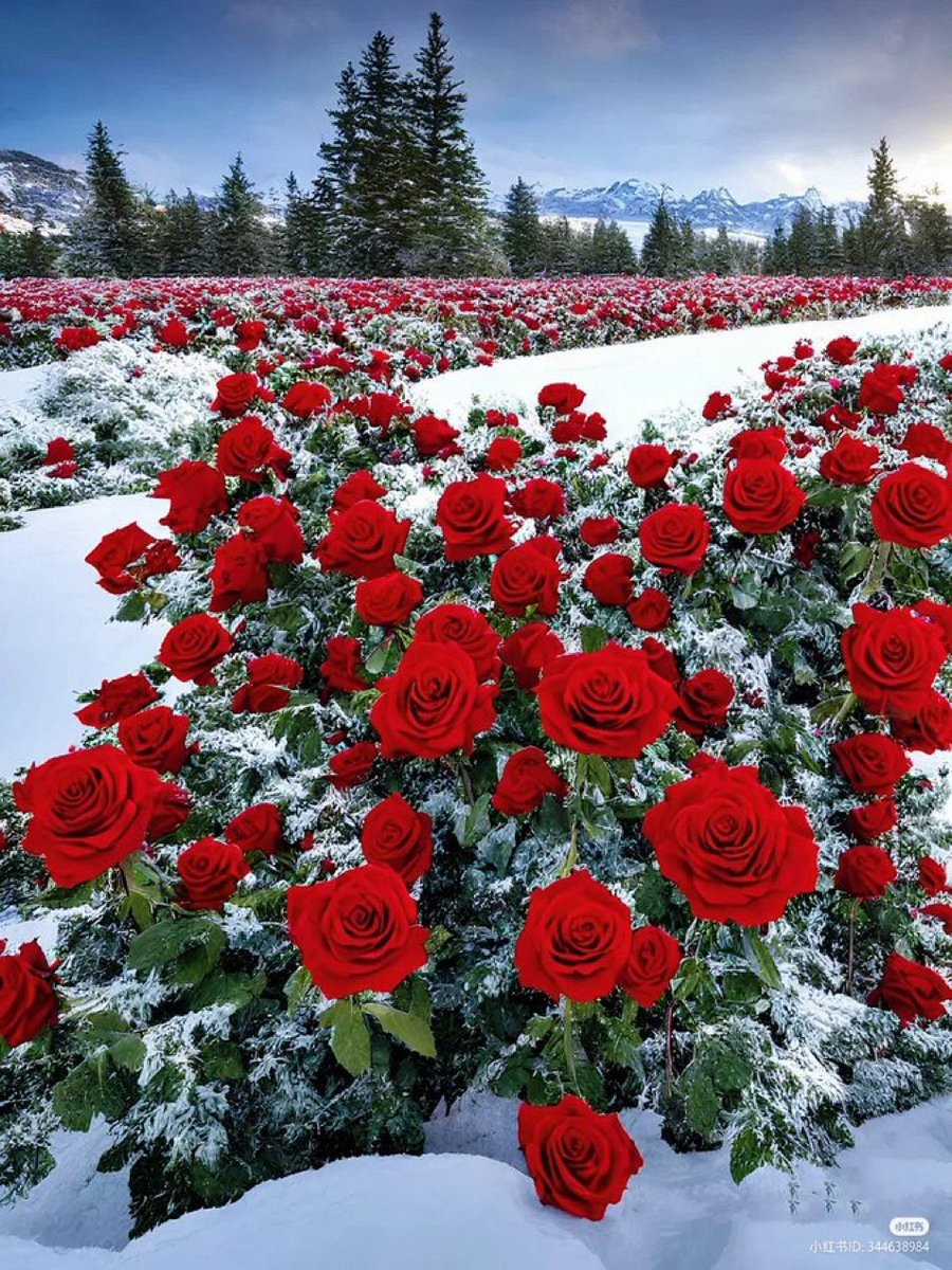 DorVakili's tweet photo. For You my lovely friend 🤎 https://t.co/vN4RFIgpKa