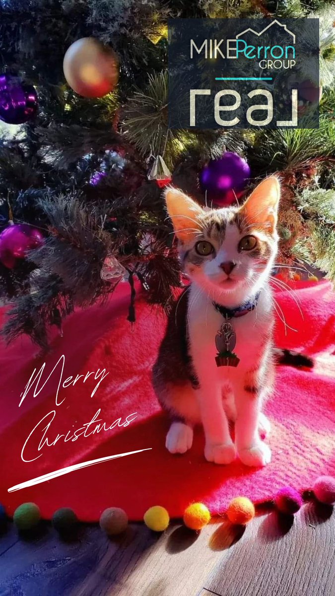 MikeSellsIndy's tweet image. Merry Christmas 2022! Wishing you and yours the Happiest of Holidays all season long. #MerryChristmas #HappyHolidays #Christmas2022 #ChristmasCats #realbrokerage #indybetterhomes #HomeForTheHolidays