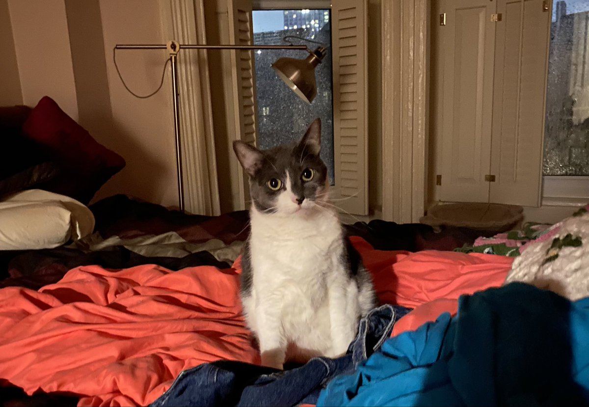 ReplyGuysPod's tweet image. Happy holidays from Little Pearl