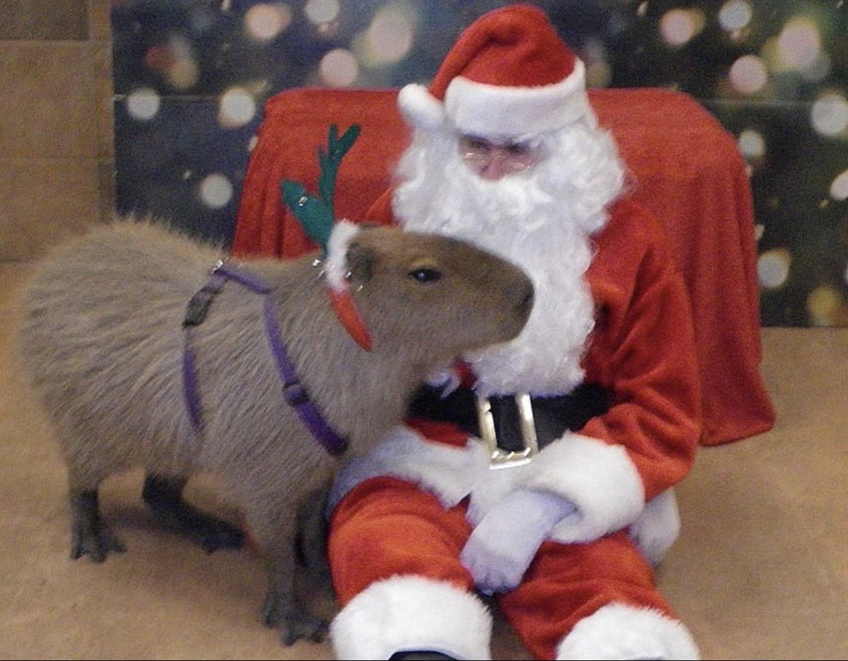 Capybaras tweet media
