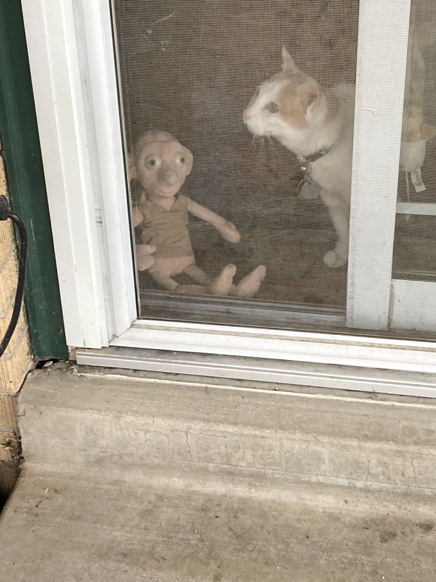 Wait? I’m named after THIS?! 🙀🙀 (Gal peep here Dobby met his namesake today!) 😹😸😹