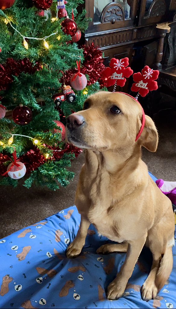 Merry Christmas everyone! 🎅🏼 🎄