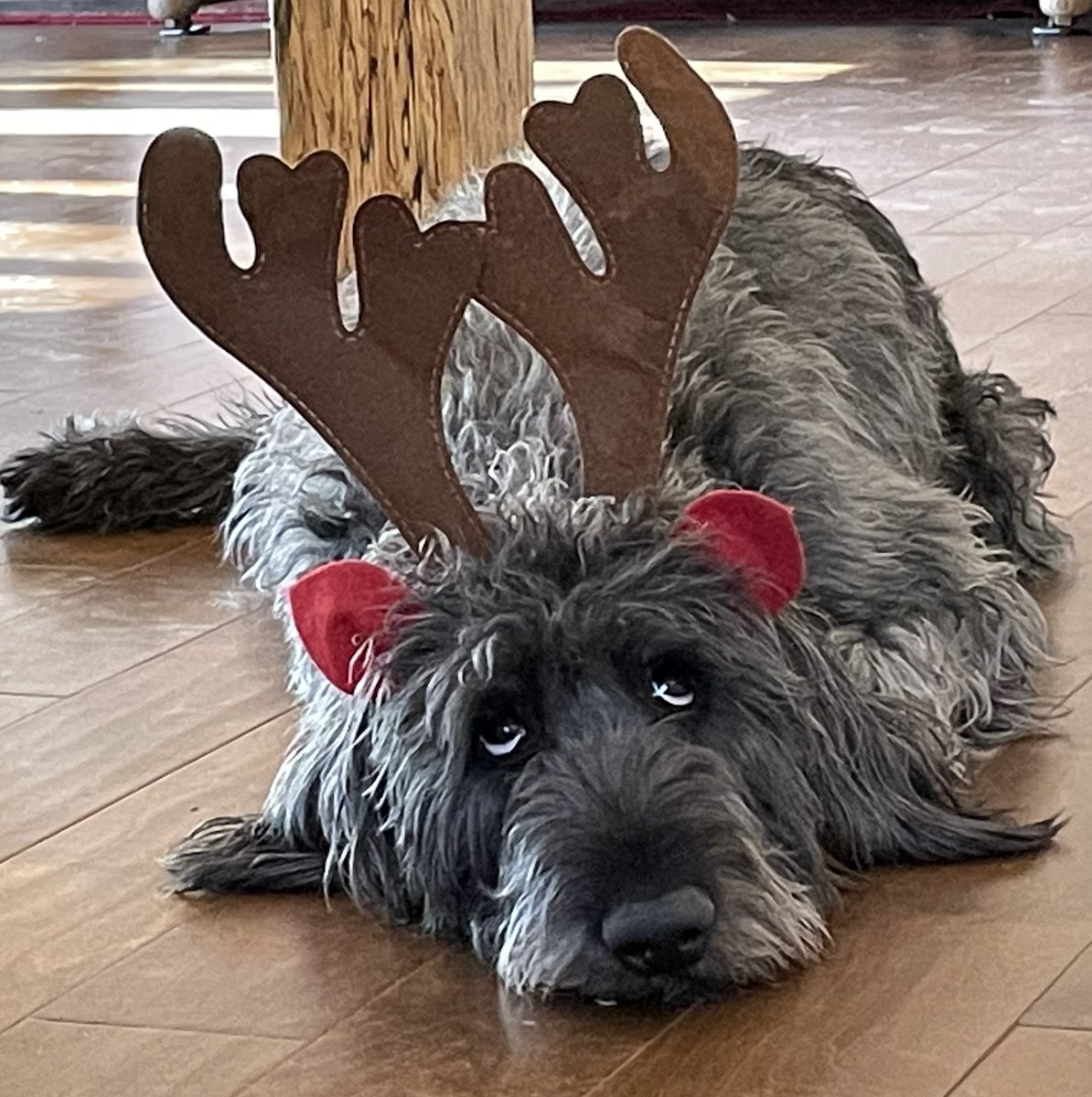 lainieaz's tweet photo. Wishing everyone a very Merry Christmas 🎄 🎄🎄🎄#dogsoftwitter https://t.co/kvqhcWaUCT