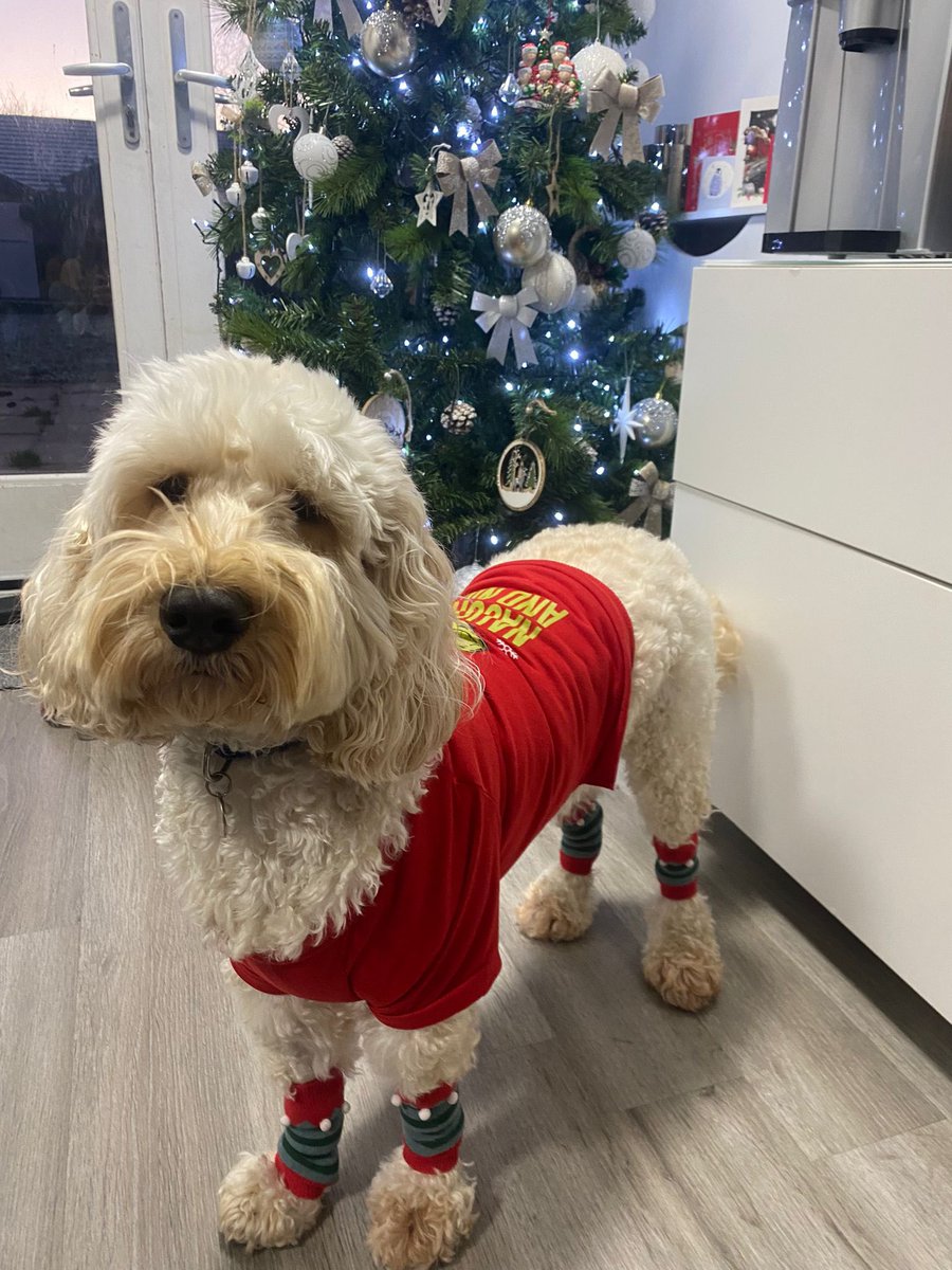Cooper Therapy dog 🐾 tweet media