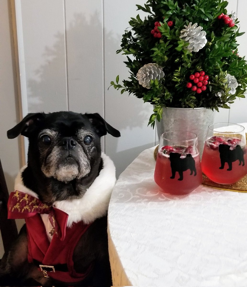 MisterPemberto1's tweet photo. #christmaspug #christmas #pug #puglife #pugs #pugsoftwitter #dogsoftwitter #tripawd #santa #santapug #santapaws #christmascocktails https://t.co/moEdnmBWHe