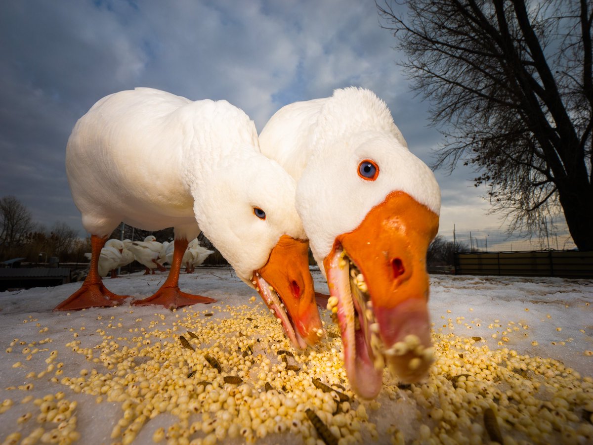 DuckFoodBot's tweet photo. holidays are for treats and to Bill every day is a holiday 

Happy Holiday #359

(retweet to send noms https://t.co/bCx4zPeNUf) https://t.co/XvC7fyfD4v