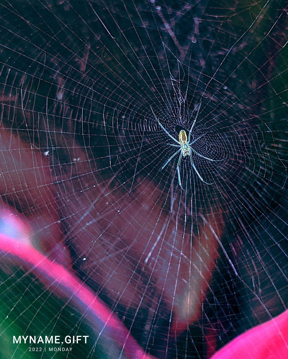 ruben_corella's tweet photo. #spider #araña #spiders #spiderweb #web #araña #arañas #red #redes #telarañas #telaraña #art #insect #insectos #insectslover #nature #animales #fauna #work #job #hardwork #knitting #crochet #telas #artes https://t.co/psxpoMLFGO