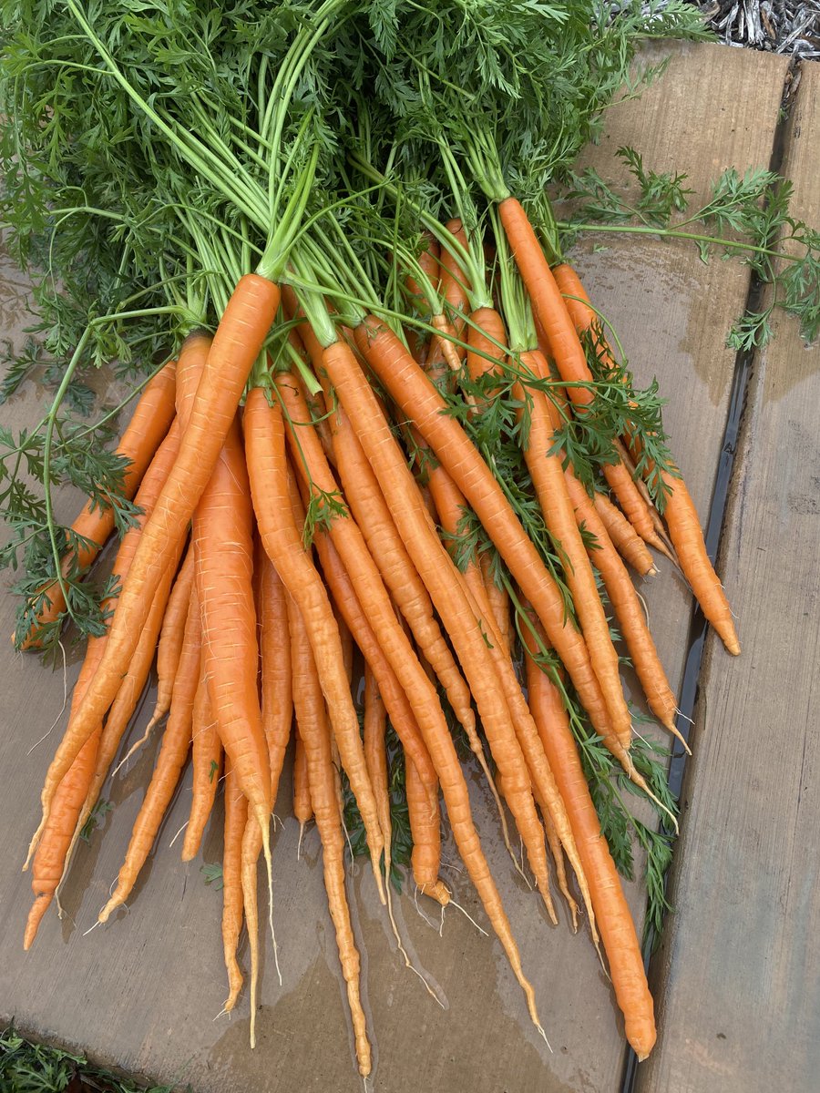 One advantage of living in California is pulling carrots out of our field at Terranova Ranch for Christmas dinner. Merry Christmas everyone!