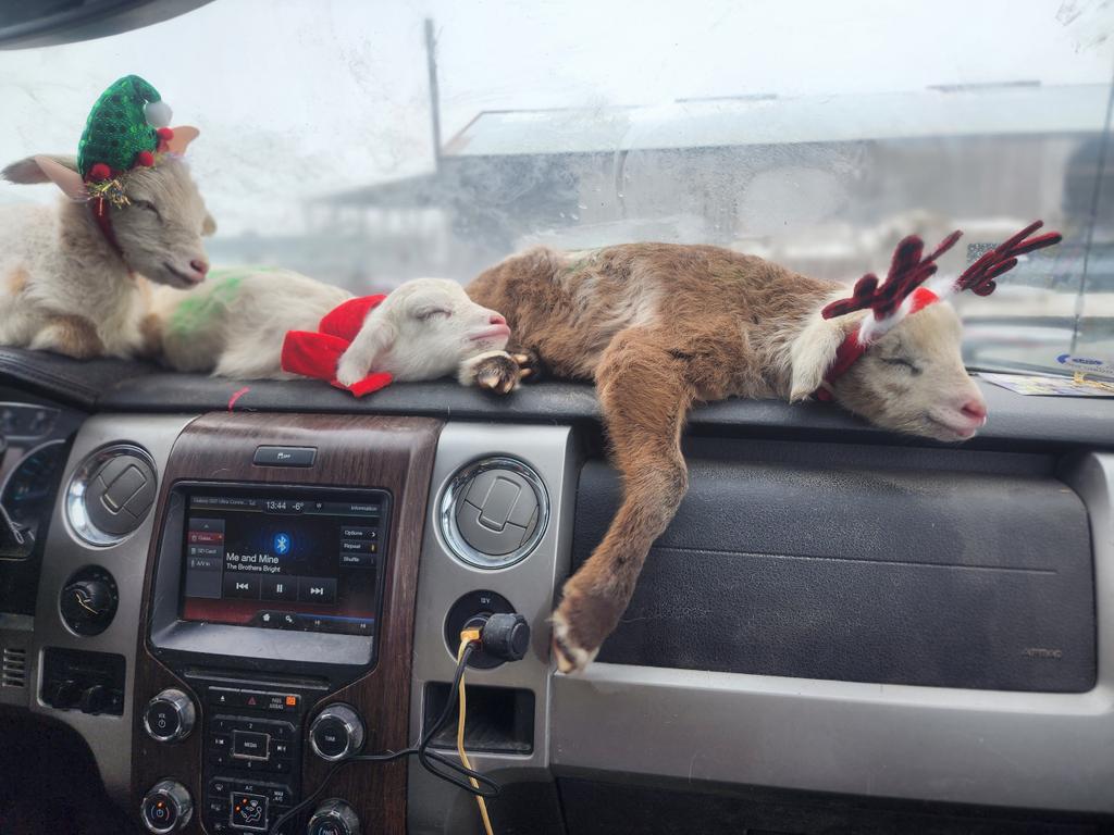 my daughter took this picture after dressing the baby lambs for a Christmas picture while she's warming them up.