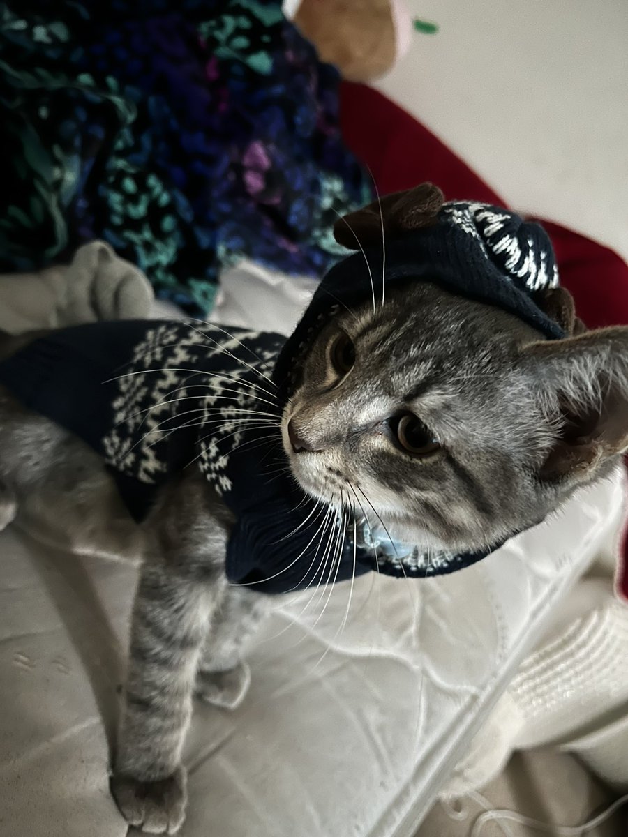 ItsCaido's tweet photo. @chaoticcatpics This is Miso https://t.co/wUPlRwJYtI