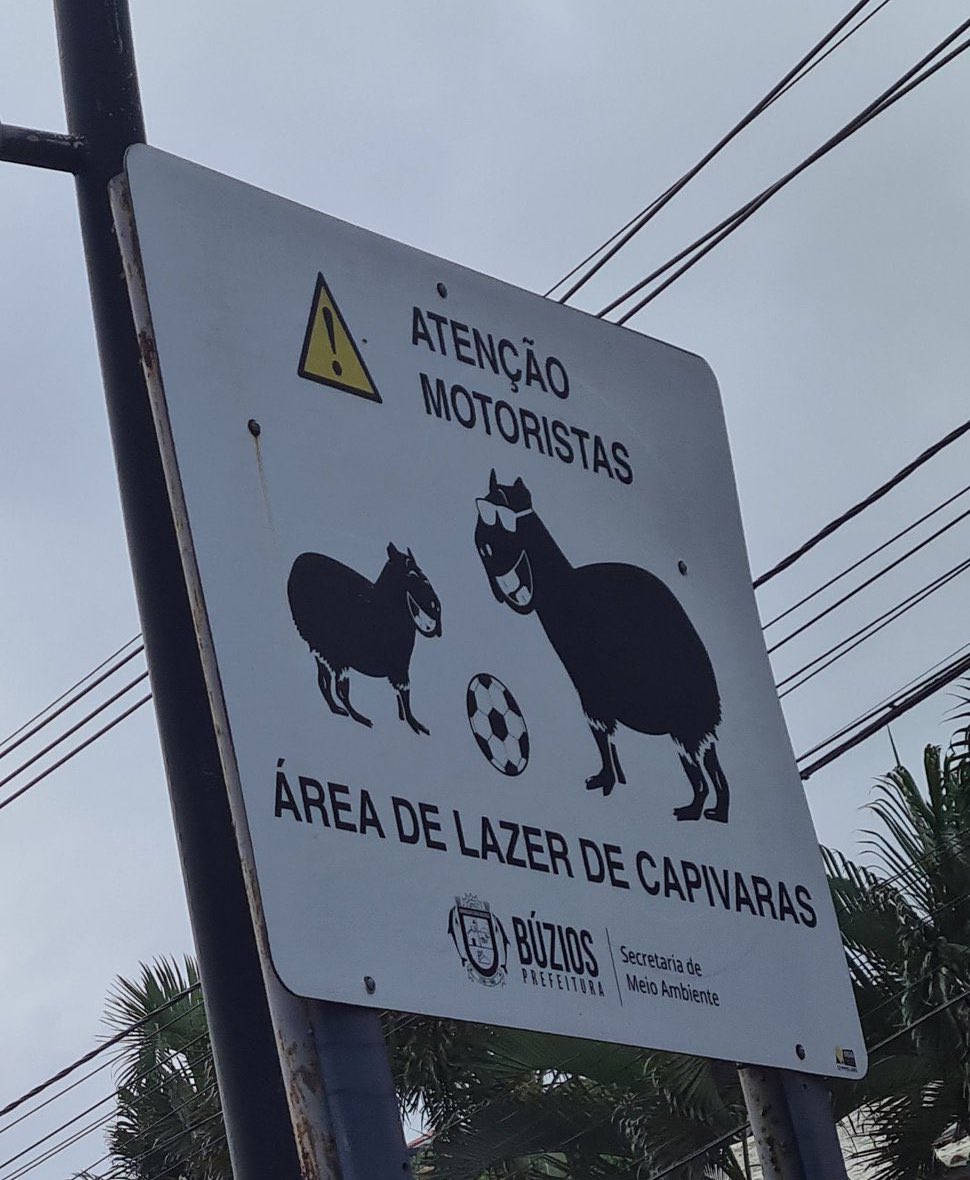 CAPYBARA MAN tweet media