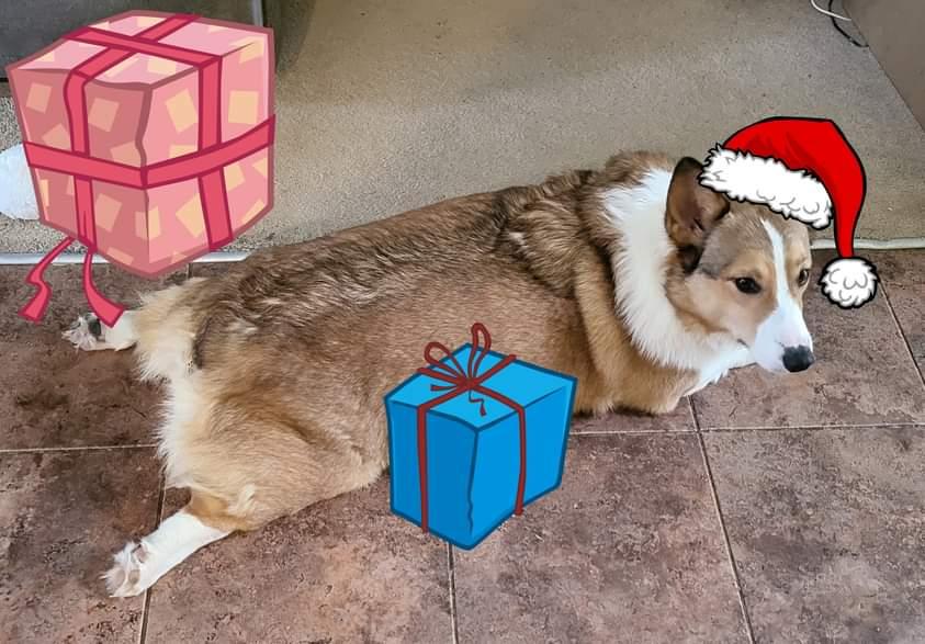 CorgiDuncan's tweet image. Merry Christmas! #Corgi #corgicrew #dogsoftwitter #MerryChristmas
