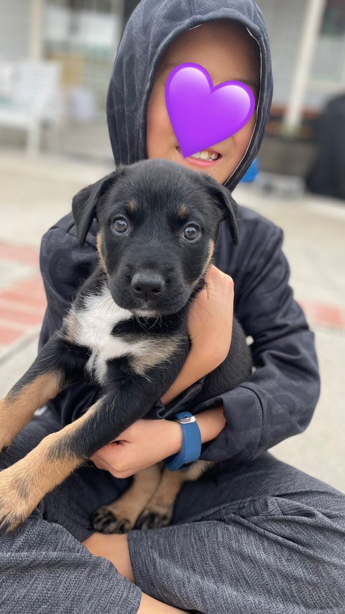 filmoutmama7's tweet photo. we got a new puppy this christmas, and my 8 year old army son is the absolute happiest kid in the world π₯°π
wishing a very merry christmas to @BTS_twt and all armys who celebrate!π
#berneserottie #bernweiler https://t.co/TVPYHVmIvE