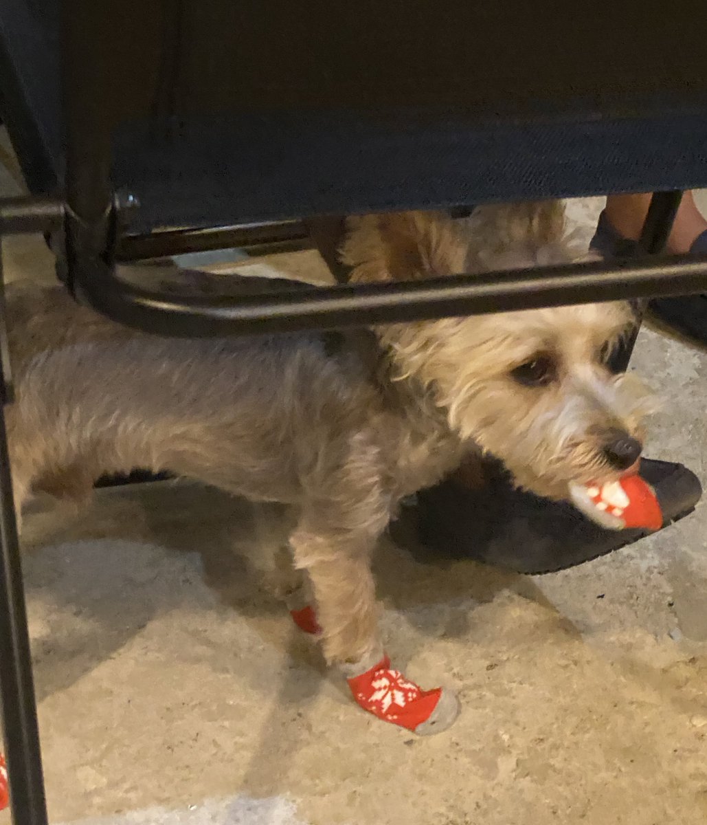tobstertobs's tweet photo. sorry santa paws but i did NOT enjoy these socks you got me 🫣 https://t.co/l0jMEAN6GV