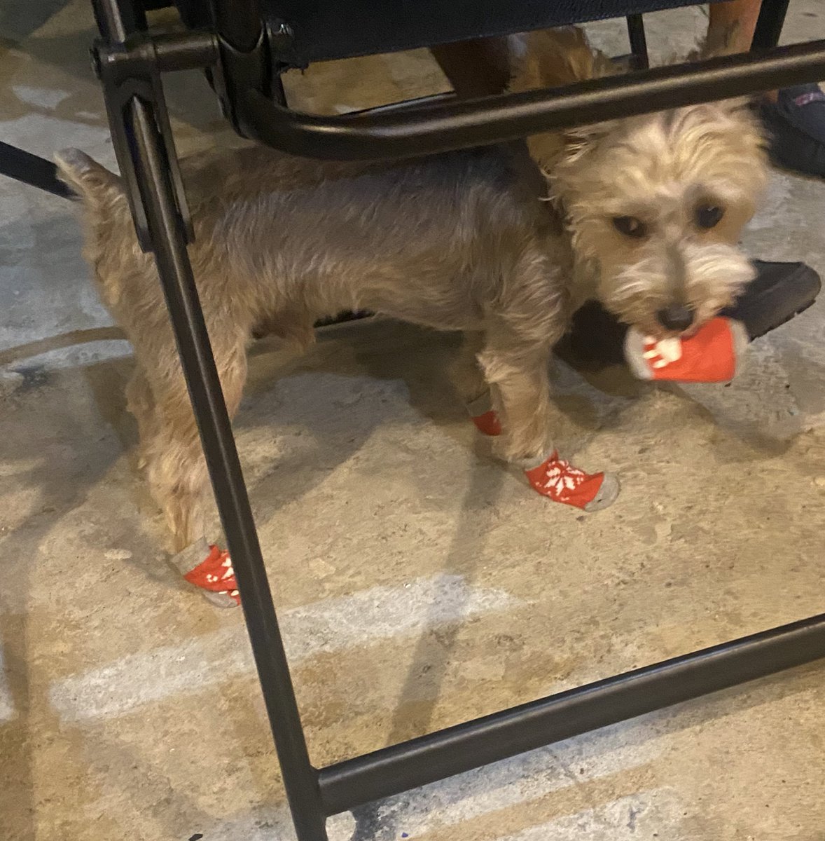tobstertobs's tweet photo. sorry santa paws but i did NOT enjoy these socks you got me 🫣 https://t.co/l0jMEAN6GV
