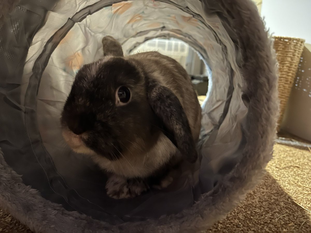 Oreo_The_Rabbit's tweet photo. I got me a tunnel for Christmas!!! 😁🐰🎄 https://t.co/AJXr3f37lc