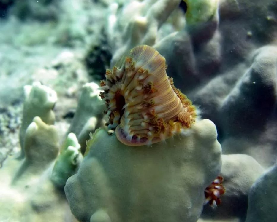 SERCinvasions's tweet photo. #8NightsofBioLights🕎 FIREWORM vs FIRE CORAL! 😲🔥 This fireworm (Hermodice carunculata) is sucking on fire coral (Millepora sp), which can give any snorkeler or diver a nasty sting and painful burns. Talk about a stomach of steel! 😳📷Allen Collins (NOAA) https://t.co/17ZhvjItbm https://t.co/ablYzpVrI6