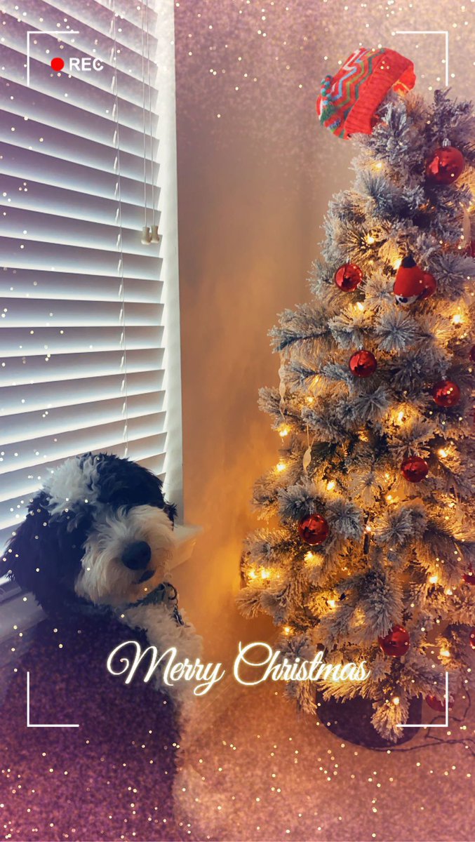 CourtNicG's tweet photo. I forgot about an advent calendar I got for my dog, so 25 days of January here we come ❄️ https://t.co/MWIgOgjA5f