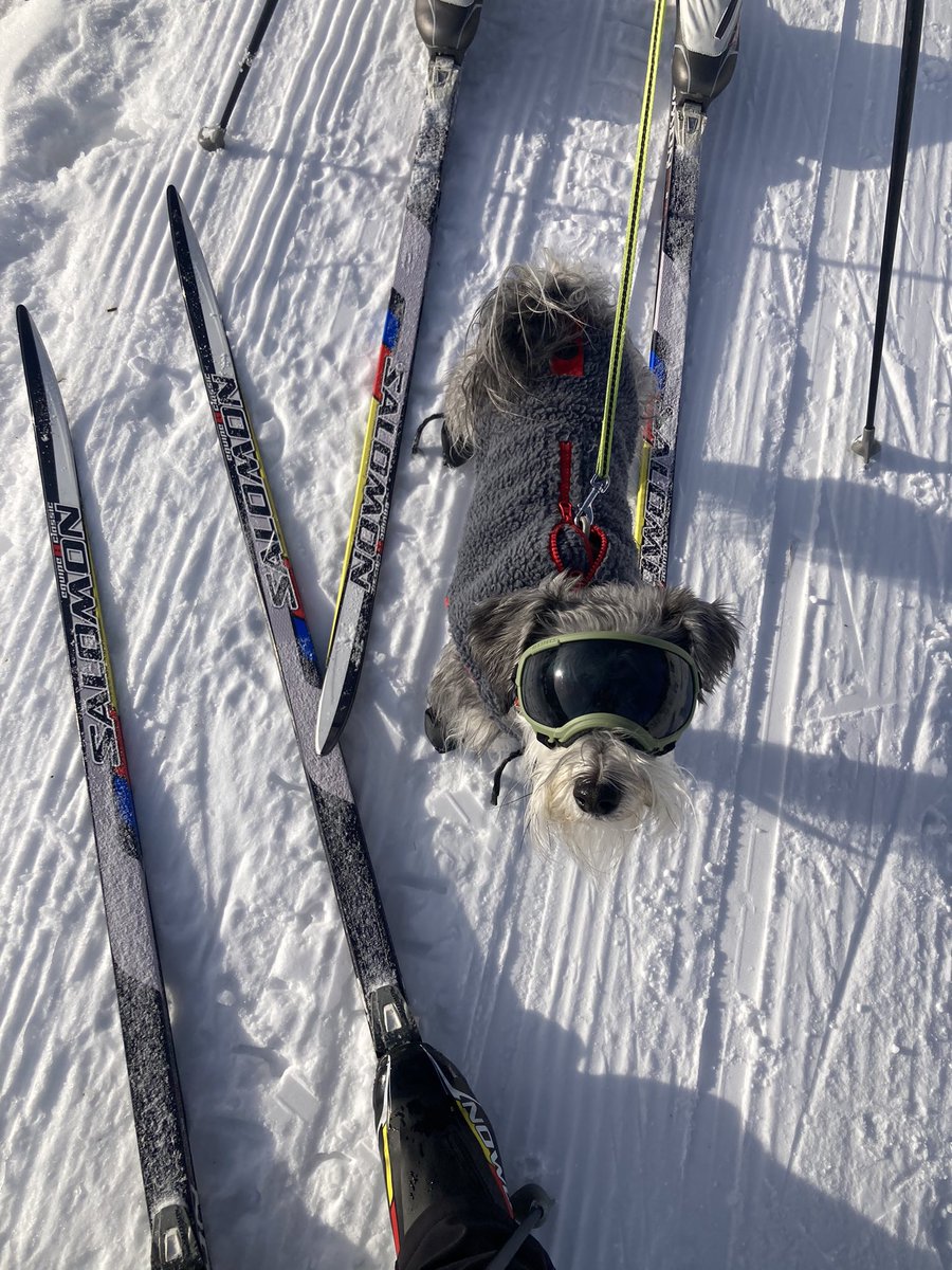 JCurryYYC's tweet photo. @ShawnaCurry_ The dog that isn’t ours, is a pro xc skier https://t.co/LpdW7nBhiE