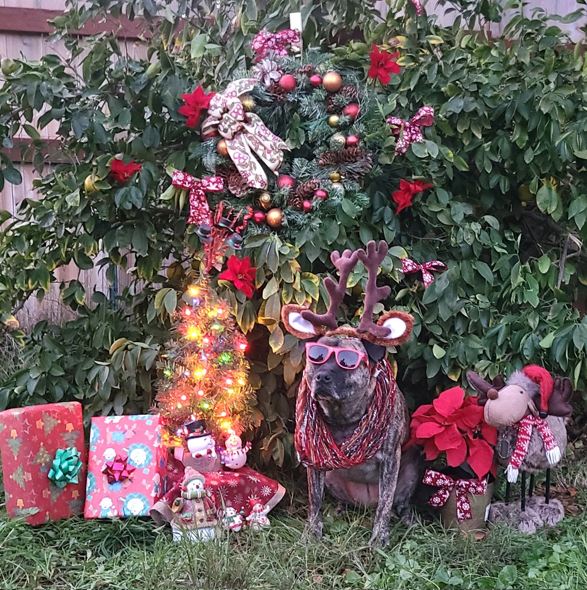 Talia and I want to wish everyone a Merry Christmas and Happy New Year!!