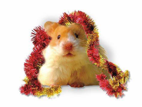 Merry Christmas from the Hamsters!