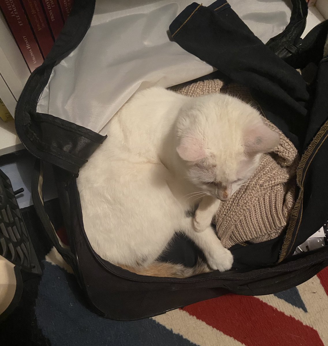 🦦Marie 🦥 tweet media