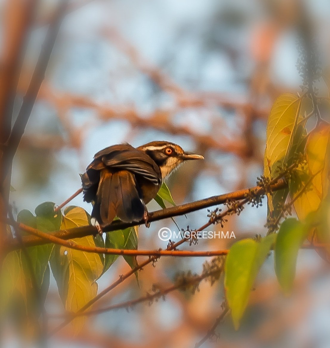 The jaundiced eyed one!.... Lesser necklaced Laughingthrush(Garrulax monileger) , Rangapahar , Nagaland  #BirdsSeenIn2022  @Indiaves @Britnatureguide  #Birding #BirdsofNorthEastIndia