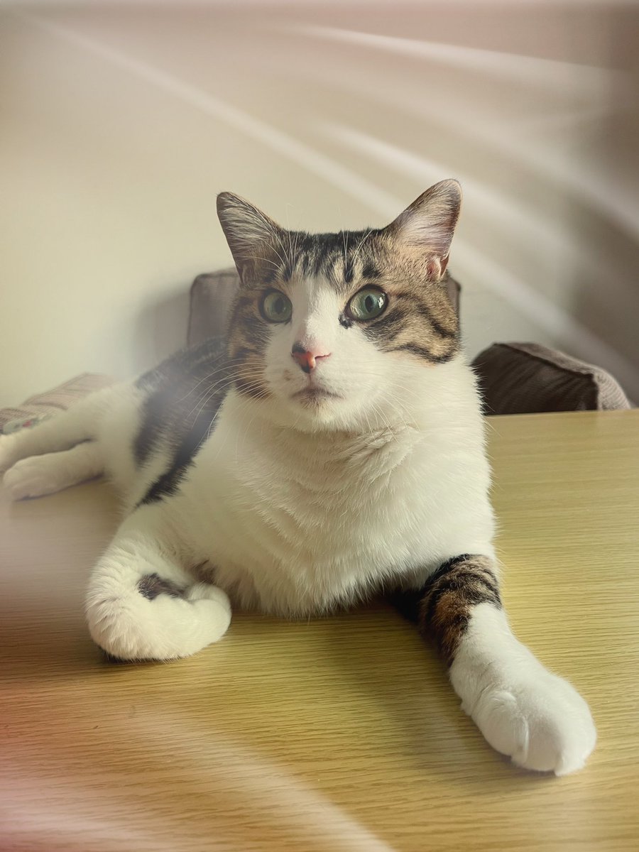 三毛猫♡仲良しひよこ♡コタツ大好き 三毛猫♡仲良しひよこ♡コタツ