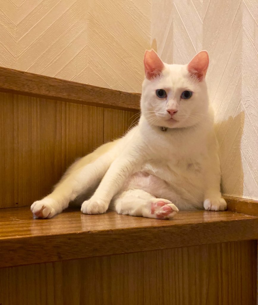 ぬっふぃー tweet media