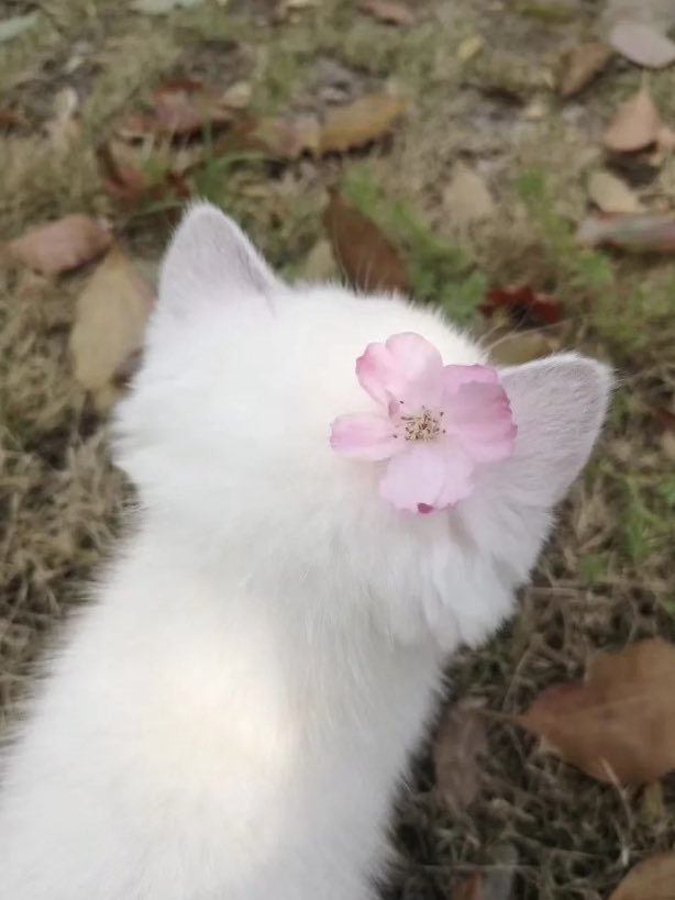 _LoveCuteThings's tweet photo. 🐈with🌸 https://t.co/6XSamnD9xO