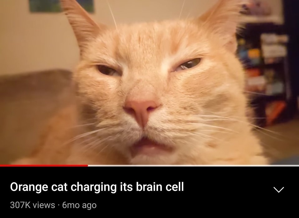 CATBRAINCELL's tweet image. 