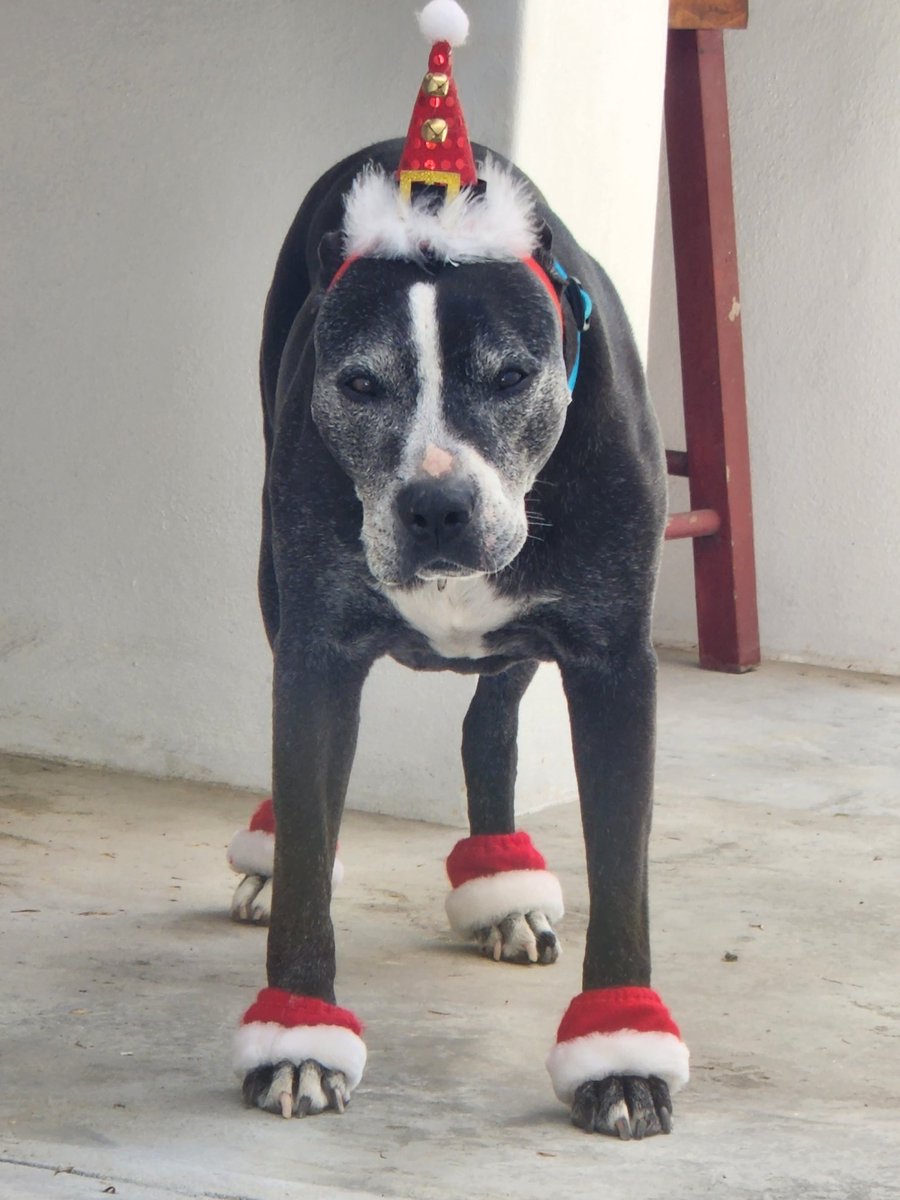 SuperWeasel8's tweet photo. He wasn't feeling particularly festive.... 🤣 https://t.co/TI1Xvhm9so