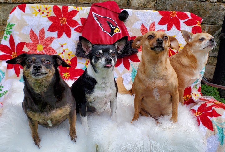 keycay's tweet photo. NFL week 16 TB vs AZ. #arizonacardinals #AZCardinals #tbvsaz #birdgang #chihuahuasoftwitter https://t.co/p4E5xdvU4o